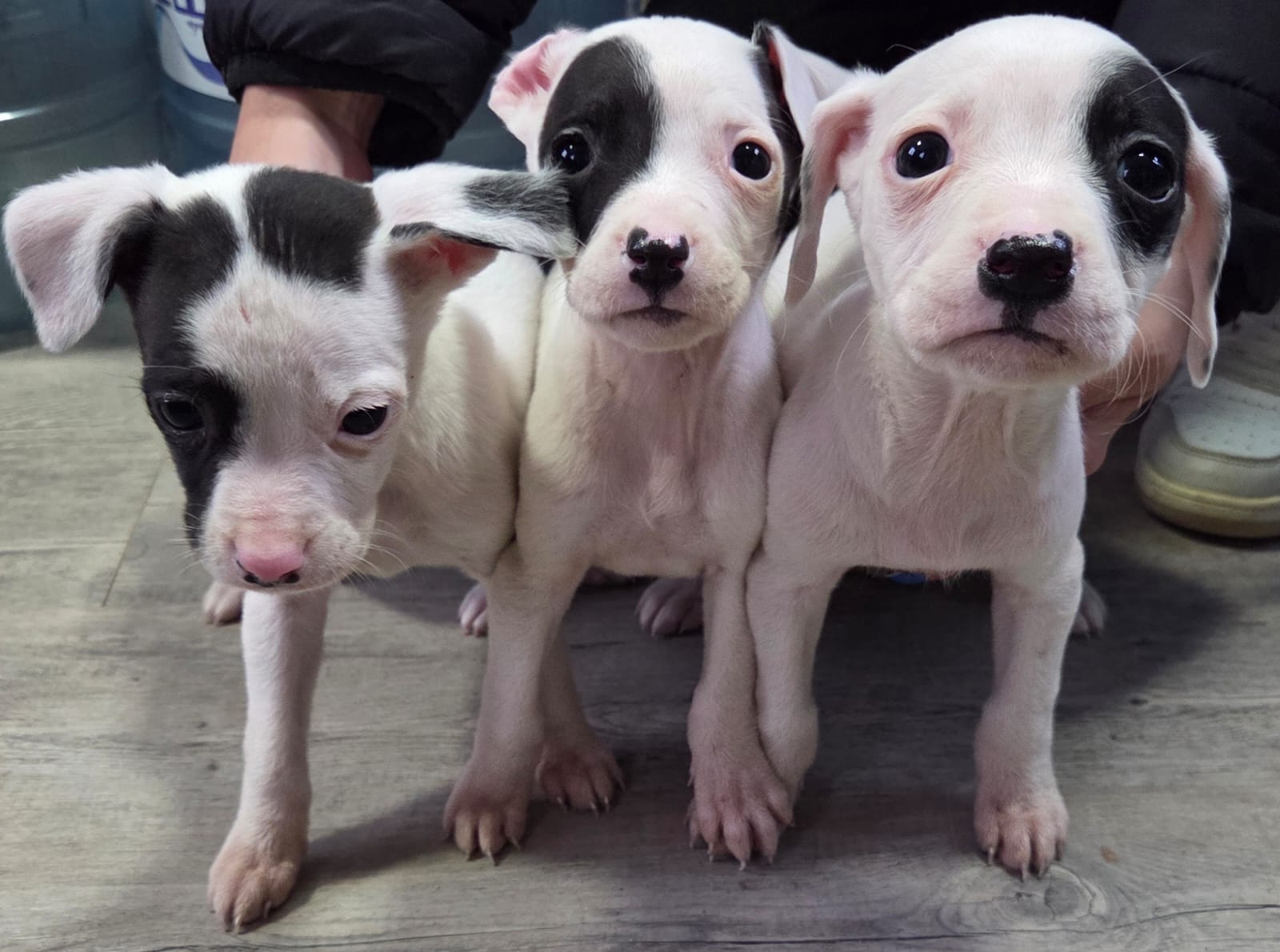 Cachorritas