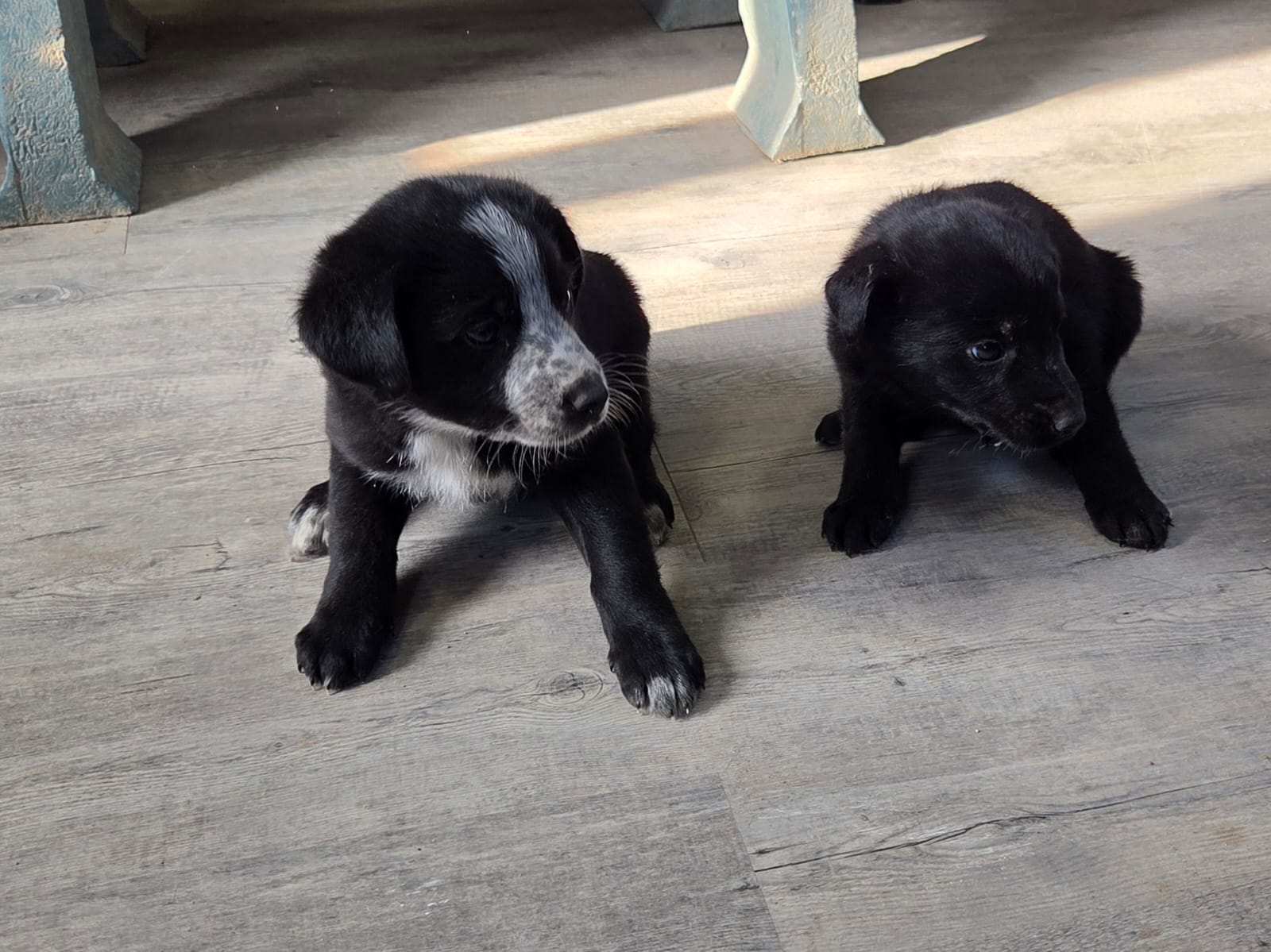 cachorros 50 dias