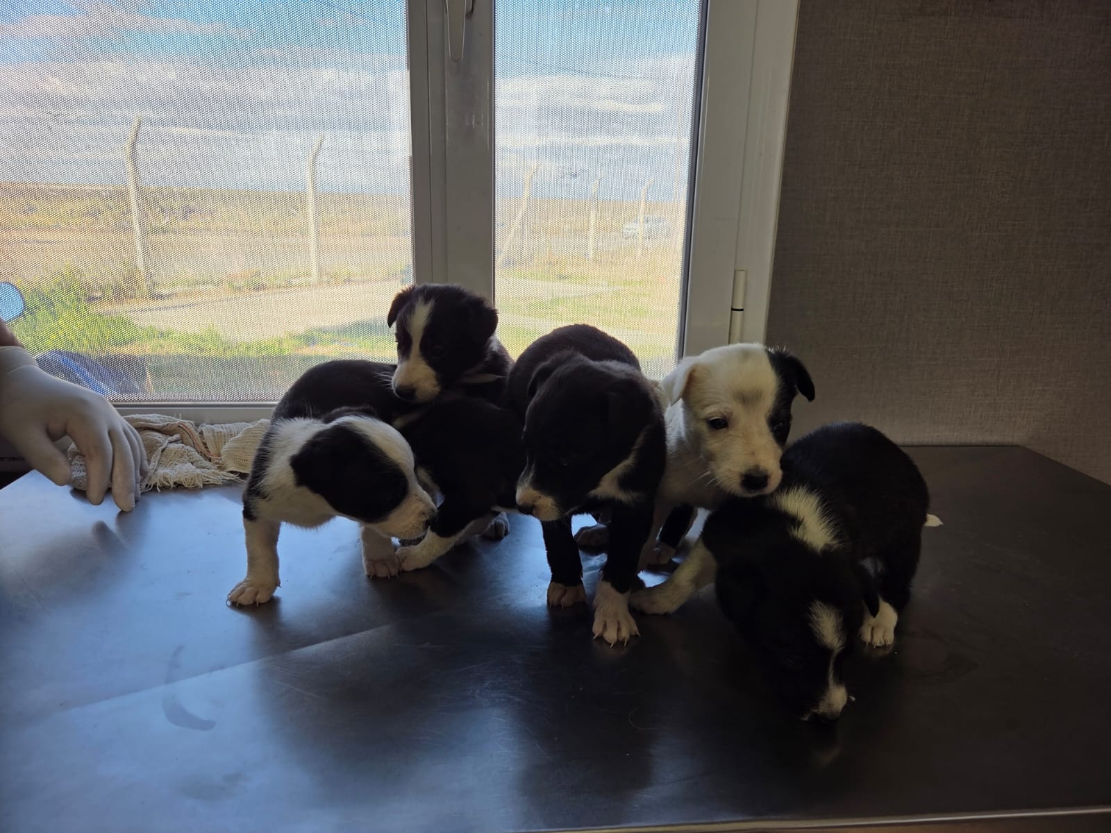 Cachorritos 45 días